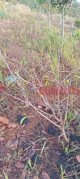 Property Search Vietnam | OneDay | Residential, Sales Listings, PRIME LAND – GOOD PRICE – OWNER NEEDS TO SELL GARDEN LAND in Quang Binh Hamlet, Nghia Thang Commune, Dak R'Lap District, Dak Nong Province