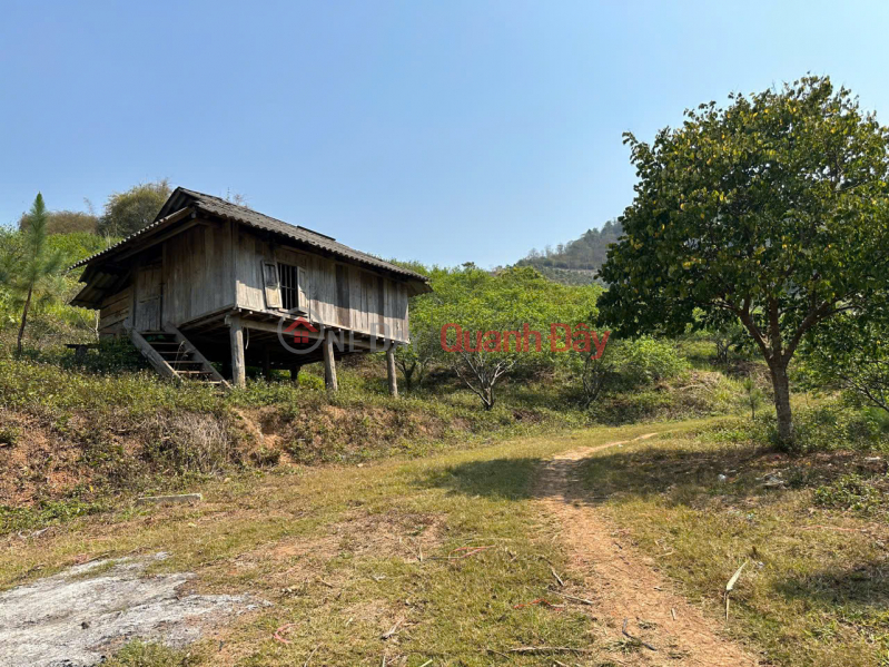 The owner needs to urgently transfer 3 hectares of land growing Plum and Peach in Moc Chau, very suitable for tourism., Vietnam | Sales, đ 13 Billion