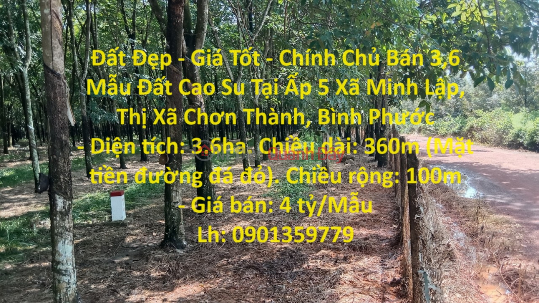 Beautiful Land - Good Price - Owner Sells 3.6 Acres of Rubber Land in Hamlet 5, Minh Lap Commune, Chon Thanh Town, Binh Phuoc Sales Listings