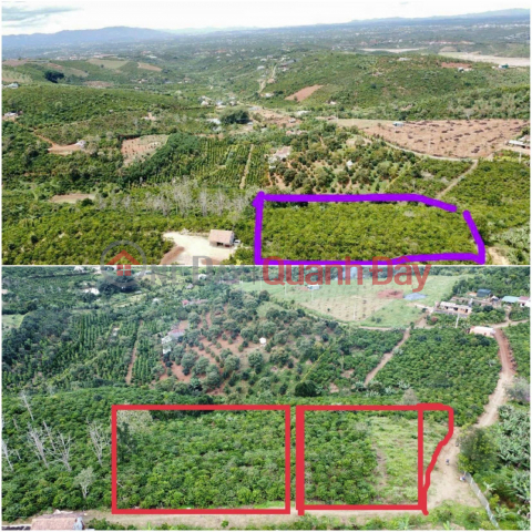 OWNER NEEDS TO SELL BEAUTIFUL LOT OF LAND - INVESTMENT PRICE In Di Linh - Lam Dong _0