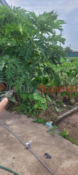 PRIME LAND - SPECIAL PRICE - OWNER SELLING QUICKLY - PLOT OF LAND IN THUONG TIN DISTRICT, HANOI CITY Sales Listings