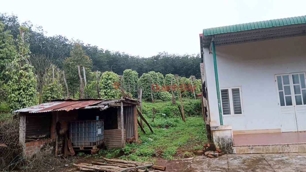 Land includes houses and coffee and rubber trees, Vietnam | Sales, ₫ 1.35 Billion