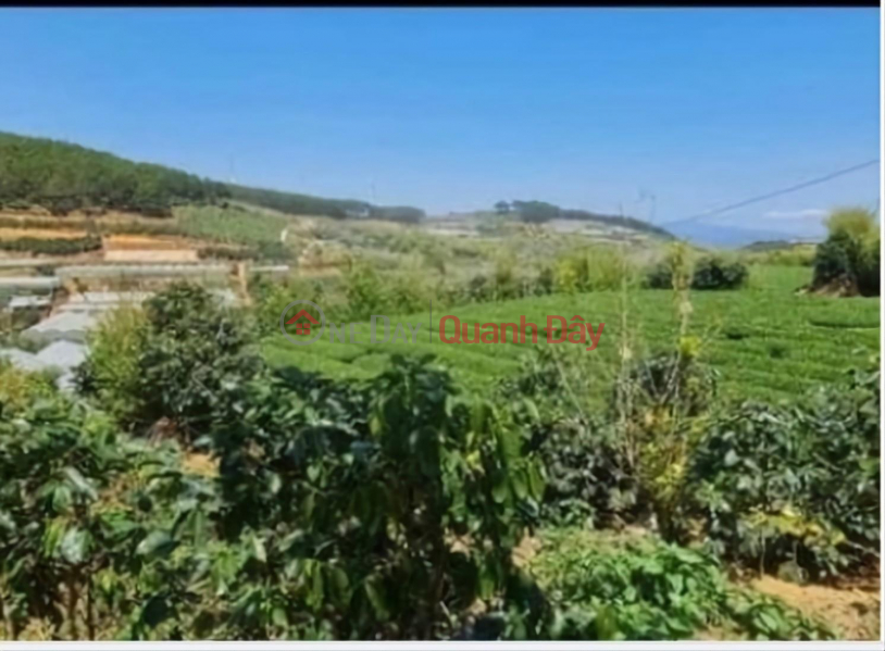 Beautiful Land - Good Price - Owner Needs to Sell Land Lot in Beautiful Location in Xuan Truong, Da Lat, Lam Dong | Vietnam Sales | đ 1.8 Billion