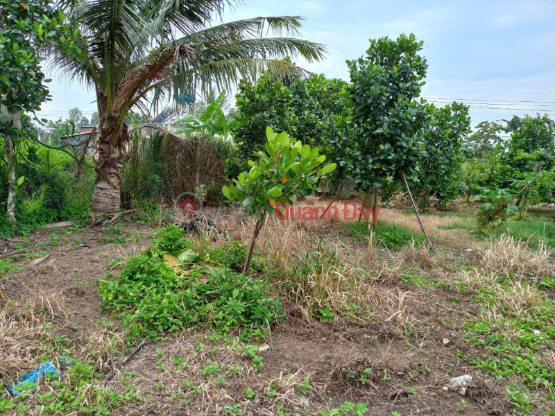 Land for sale in Phuoc Hau commune, Long Ho district, Vinh Long province. Sales Listings