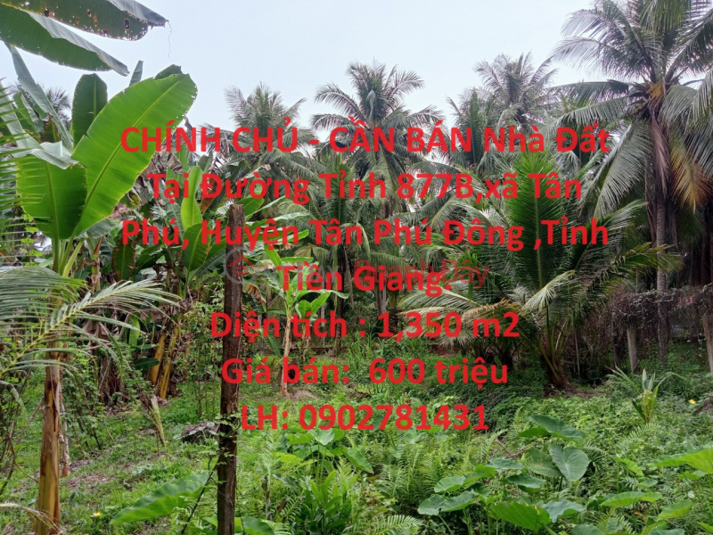 OWNER - FOR SALE Real Estate In Tan Phu Dong, Tien Giang. Sales Listings