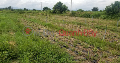 OWN A LOT OF LAND - SUPER INVESTMENT PRICE IN Hong Thai commune, Bac Binh district, Binh Thuan province _0