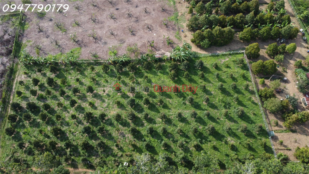 Đất rộng và vườn sầu riêng - Chỉ 25 triệu/m ngang Tại Tây Ninh! Niêm yết bán