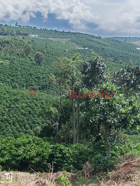 BEAUTIFUL LAND - GOOD PRICE - Land Lot For Sale In Hamlet 4, Tan Lam Commune, Di Linh District, Lam Dong _0