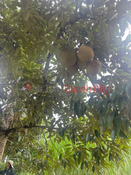 đ 220 Million, Owner sells 1500m2 durian plot for only 220 million in Gia Nghia city, Dak Nong