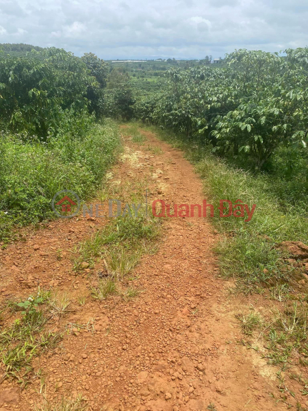 BEAUTIFUL LAND - GOOD PRICE - Land Lot For Sale Prime Location In Loc Phat Ward, Bao Loc City, Lam Dong Vietnam Sales, đ 1.1 Billion