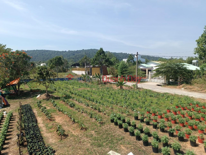 Property Search Vietnam | OneDay | Residential, Sales Listings, Agribank, MB are too tight, need to urgently sell 2440m2 of land in Group 6, Cay Thong Ngoai hamlet