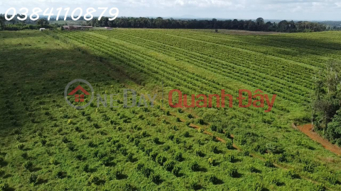 63HA FARM FOR SALE, TUY DUC Dak NONG, 45 BILLION _0