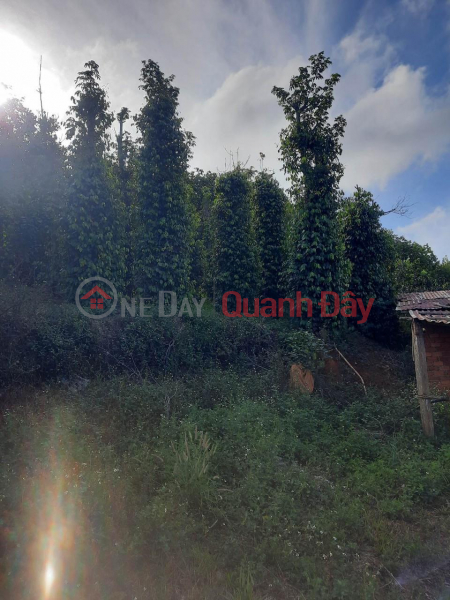 Property Search Vietnam | OneDay | Residential Sales Listings BEAUTIFUL LAND - GOOD PRICE - Land Lot For Sale Prime Location In Dak NIA - GIA GIA CITY - Dak Ngo