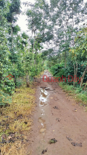 ĐẤT ĐẸP- GIÁ TỐT CẦN BÁN NHANH lô đất tại Krong Ana tỉnh Đăk lăk | Việt Nam, Bán đ 200 triệu