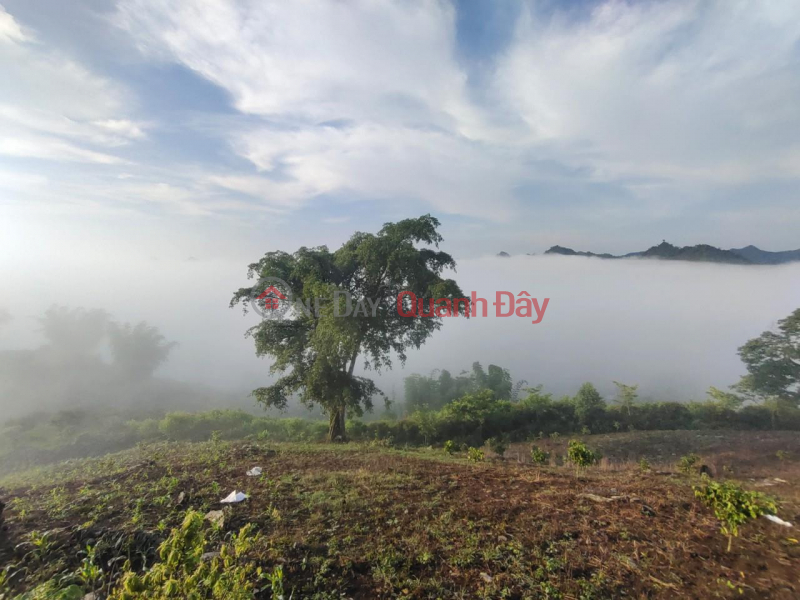 FOR SALE Adjacent Land Lot Prime Location In Moc Chau, Son La | Vietnam, Sales, đ 2.5 Billion