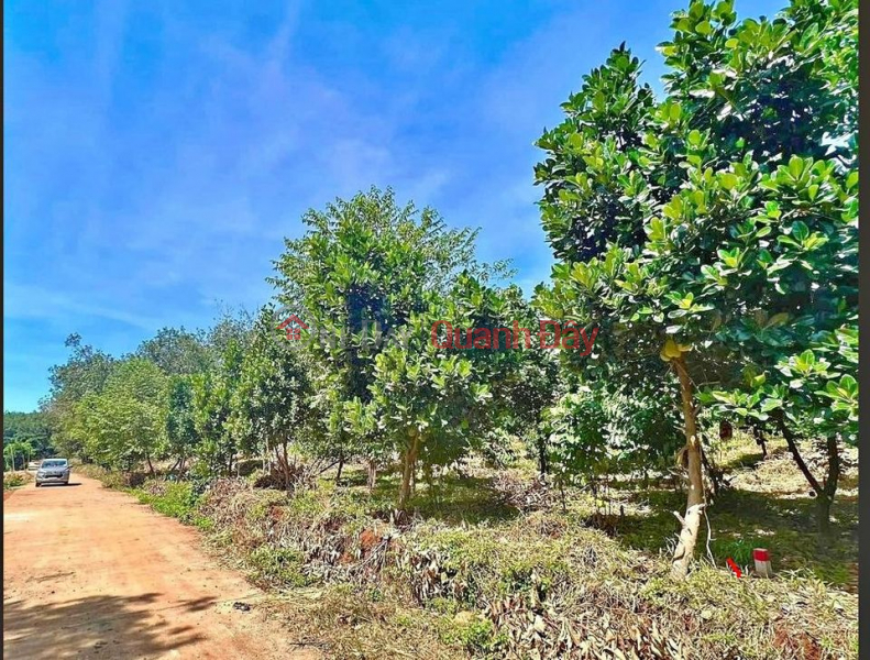 Property Search Vietnam | OneDay | Residential | Sales Listings, URGENT SELLING OF LAND OF ANGLE 2MT 1974m2 AREA NEAR THE CHAPTER, NEAR THE IZ. PRICE 300 CHILDREN