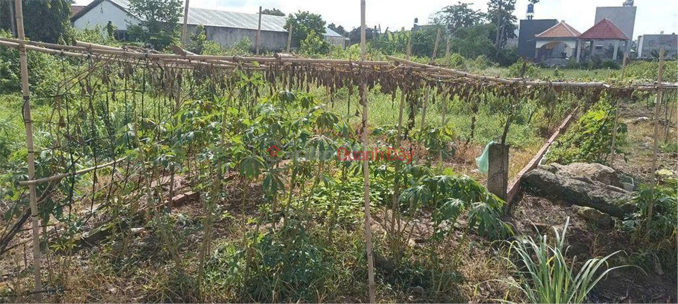 OWNER'S LAND - FRONTAGE Rung Dau Hamlet, My Hanh Bac Commune, Duc Hoa District, Long An Sales Listings