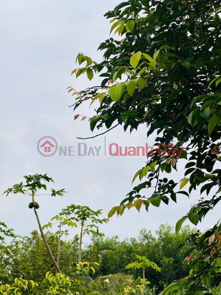 Property Search Vietnam | OneDay | | Sales Listings | 400m² Greenery House Long Tan Garden Villa Land Plot – Title Deed Ready for Transfer