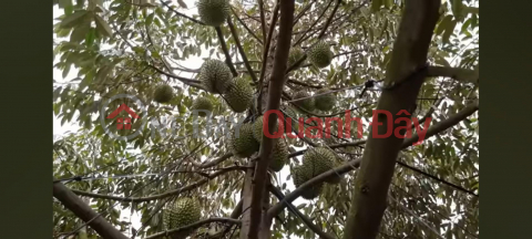 OWNER Needs to Urgently Sell Durian Garden Land in Phu Duc Commune, Chau Thanh, Ben Tre _0