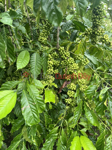 Không mua lô này thi mua lô nào nữa - Siêu vip sản phẩm f0 - Ai mua lời luôn _0