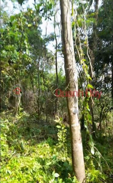 Property Search Vietnam | OneDay | Residential | Sales Listings BEAUTIFUL LAND - GOOD PRICE - Land Lot For Sale In Tay Phu Commune, Tay Son District, Binh Dinh Province.