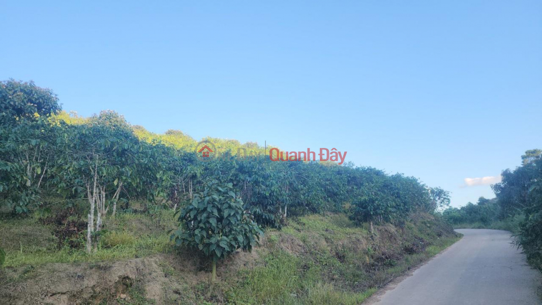 BEAUTIFUL LAND - GOOD PRICE - Fast Selling Land Lot with Good Location in Phi To Commune, Lam Ha District, Lam Dong Province Sales Listings