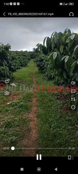 BEAUTIFUL LAND - GOOD PRICE - OWNER NEEDS TO SELL Land Plot In Dak Buk So Commune, Tuy Duc District, Dak Nong Province Sales Listings