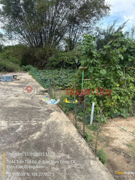 OWNER IS STRIPPED FOR MONEY AND NEEDS TO SELL 9 CONtiguous Lots URGENTLY, PRICE 11.5 BILLION, NEGOTIABLE, Vietnam | Sales đ 11.5 Billion