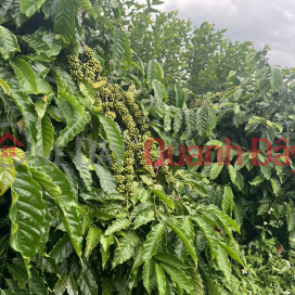 If you don't buy this lot, buy another lot - Super VIP f0 product - Whoever buys will make a profit _0