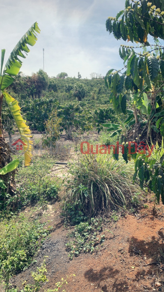 đ 2.3 Billion BEAUTIFUL LAND - GOOD PRICE - Land Lot For Sale Prime Location In Hamlet 1, Dinh Lac Commune, Di Linh District, Lam Dong