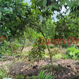 BEAUTIFUL LAND - GOOD PRICE - Owner For Sale 2 Adjacent Plots In Binh Thanh, Phung Hiep, Hau Giang _0