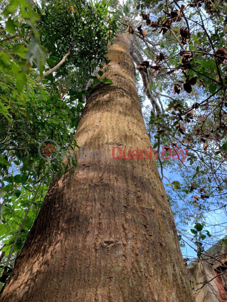 BÁN GẤP Nhà Mặt Tiền 250,2m² – Trung Tâm Thị Trấn Kiến Đức – Cách Chợ 400m Việt Nam, Bán | đ 5,6 tỷ