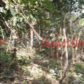 BEAUTIFUL LAND - GOOD PRICE - Land Lot For Sale In Tay Phu Commune, Tay Son District, Binh Dinh Province. _0