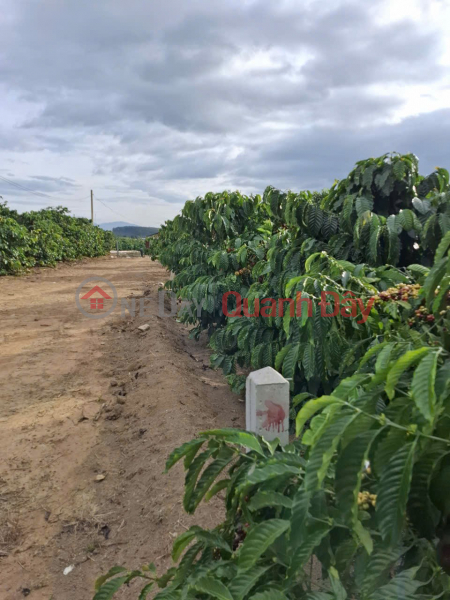 ĐẤT ĐẸP –GIÁ ĐẦU TƯ –CHÍNH CHỦ CẦN BÁN LÔ ĐẤT TẠI thôn Phúc Hợp - Phúc Thọ - Lâm Hà - Lâm Đồng Việt Nam, Bán đ 1 tỷ