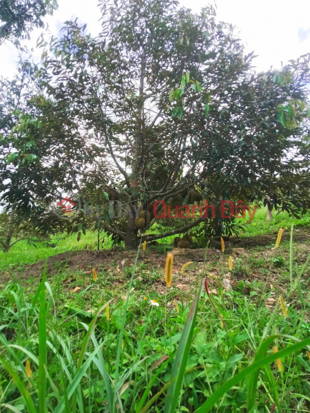 BEAUTIFUL LAND - GOOD PRICE - LAND LOT FOR SALE Prime Location In Ehleo District - Dak Lak Vietnam | Sales, đ 800 Million