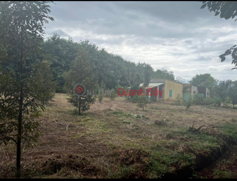 Property Search Vietnam | OneDay | , Sales Listings Urgent sale of the owner's garden land