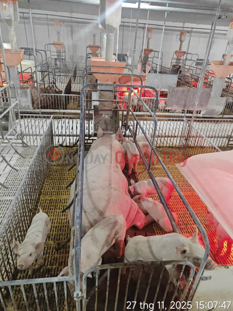 Pig farm with 4,800 sows, available for rent at 2 billion VND\/month. _0