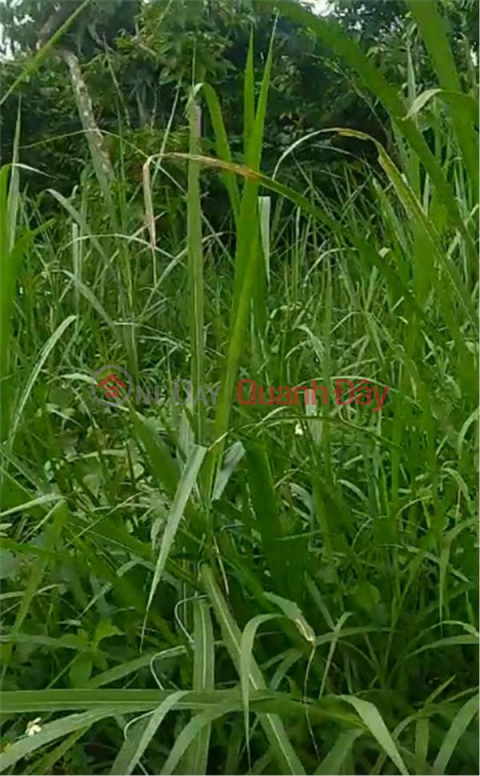 BEAUTIFUL LAND - GOOD PRICE - OWNER NEEDS TO SELL LOT OF LAND In Dinh Van town, Lam Ha district, Lam Dong province. _0