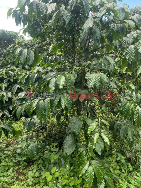 đ 430 triệu | ĐẤT ĐẸP – GIÁ TỐT - CẦN BÁN NHANH LÔ ĐẤT TẠI Xã Tân Lâm, Huyện Di Linh, Tỉnh Lâm Đồng
