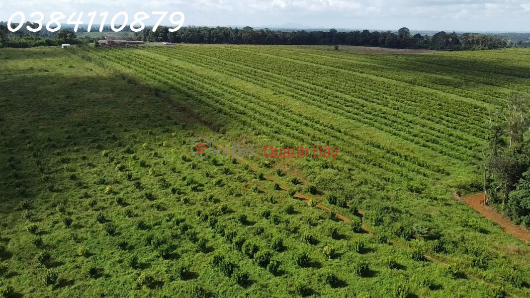 Property Search Vietnam | OneDay | Residential | Sales Listings 63HA FARM FOR SALE, TUY DUC Dak NONG, 45 BILLION