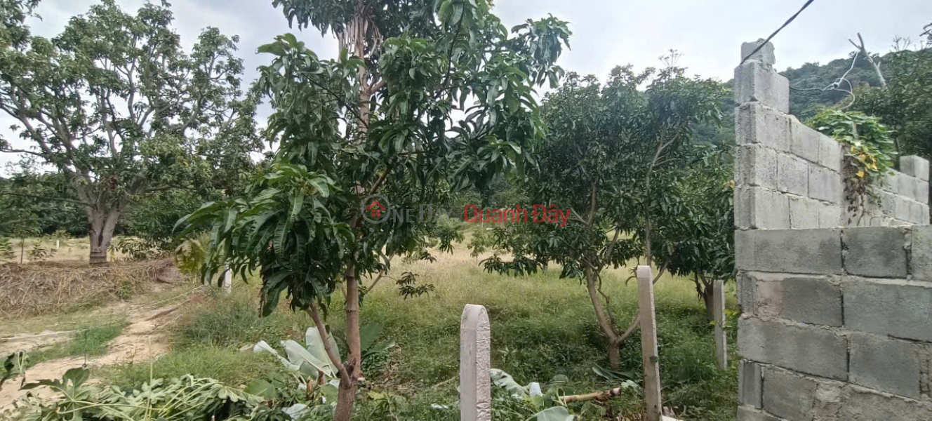 Garden Land In Lap Dinh Cam Hoa Cam Lam Vietnam | Sales đ 499 Million