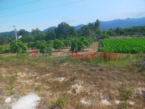 OWN A PRIMARY LOT OF LAND NOW IN Phu Binh - Cam Tan - Cam Lam - Khanh Hoa _0