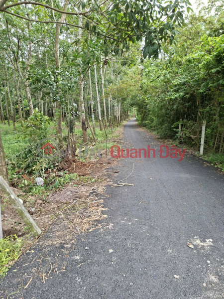 Cần thanh lý trong tháng lô đất HXH đường Phú Thuận, Xã Phú Mỹ Hưng ( nay là xã An Nhơn Tây),Huyện Củ Chi, TP.HCM Việt Nam, Bán | đ 51 tỷ