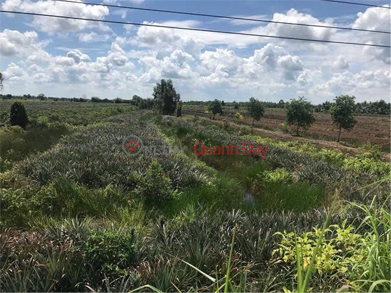 Property Search Vietnam | OneDay | Residential Sales Listings, BEAUTIFUL LAND - GOOD PRICE, QUICK SALE needed. Street-front land in prime location in Tan Phuoc district, Tien Giang province.