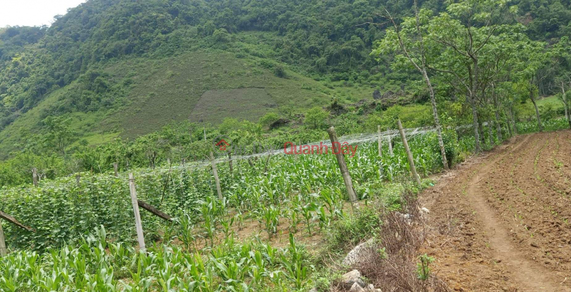 đ 1.8 Billion | The owner sells land with a total area of 5300m2 in Ban Thong Cuong, Moc Chau, Son La