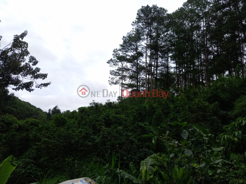 Property Search Vietnam | OneDay | Residential | Sales Listings | Owner Needs To Sell Land Lot In Beautiful Location In Ward 3 Da Lat City, Lam Dong Province