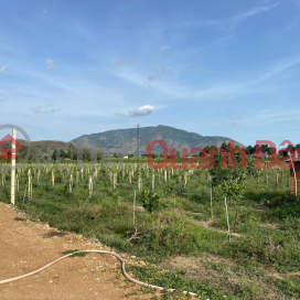 IMMEDIATELY SELL Potential Land Lot - Good Price in Ham Thuan Nam district, Binh Thuan province _0