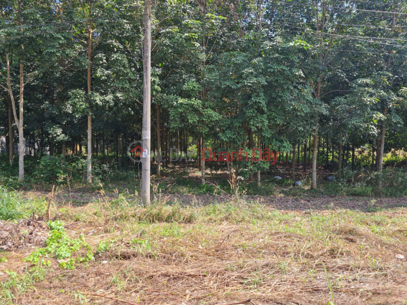 Cần sang gấp lô đất tại mặt tiền đường Phạm Thị Quới, Phú Mỹ Hưng ( nay là An Nhơn Tây),Củ Chi, TP. Hồ Chí Minh, Việt Nam Bán | đ 64 tỷ