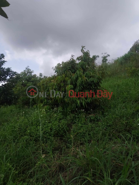 BEAUTIFUL LAND - GOOD PRICE - LAND LOT FOR SALE Prime Location In Ehleo District - Dak Lak _0