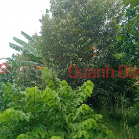 Need to Sell Land Quickly Prime Location In Tam Binh Commune, Cai Lay District, Tien Giang _0